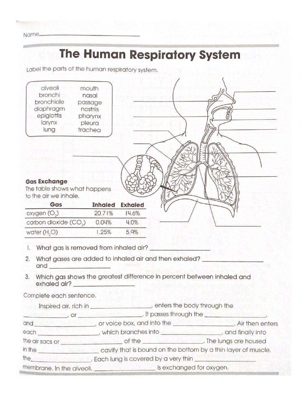 Human Respiratory System Worksheet Worksheets Library