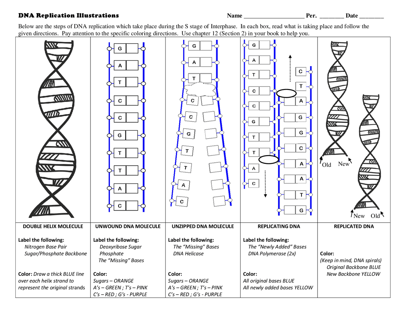 Label The Structures And Steps Involved In DNA Replication