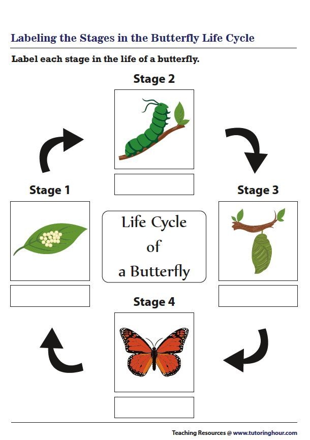 Lifecycle Of A Butterfly Worksheet Life Cycle Of A Butterfly Free Lifecycle Of A Butterfly Worksheet Life Cycle Of A Butterfly Free