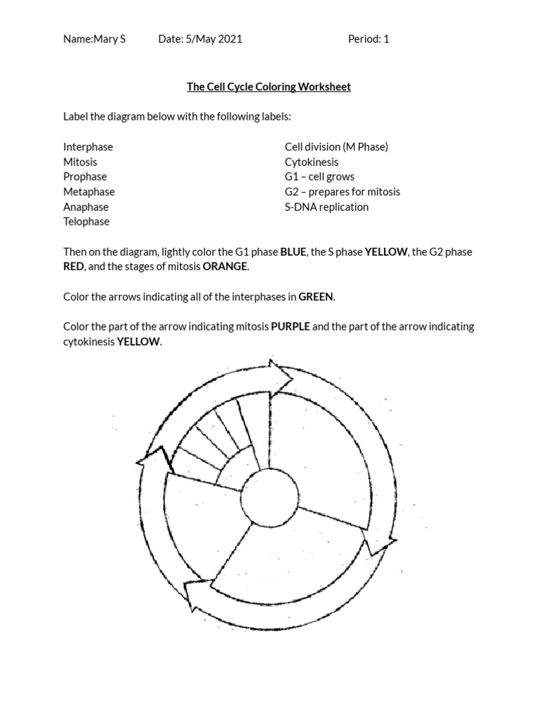 Mary Solomon The Cell Cycle Colouring Worksheet PDF Worksheets Mary Solomon The Cell Cycle Colouring Worksheet PDF Worksheets