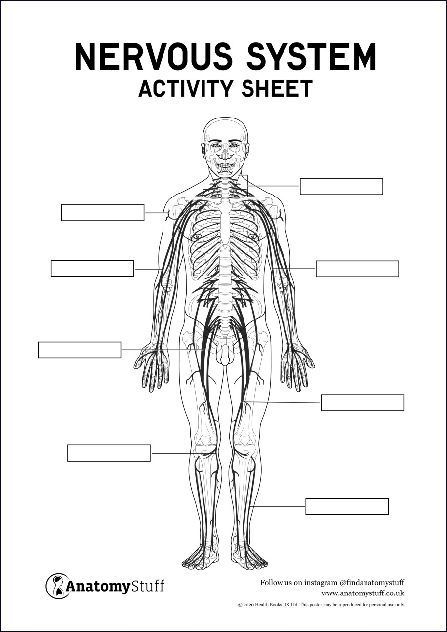 nervous system worksheet