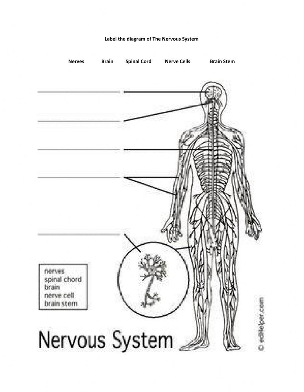Nervous System Anatomy Practice Quizzes And More Kenhub 