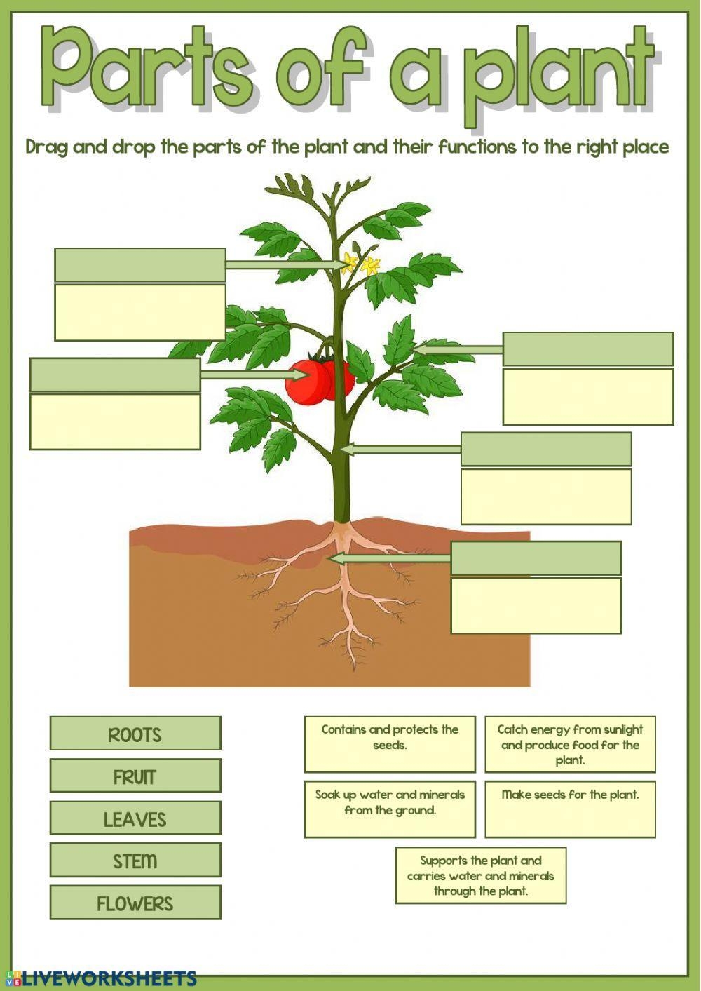 Parts Of A Plant Worksheet Worksheets Library Parts Of A Plant Worksheet Worksheets Library