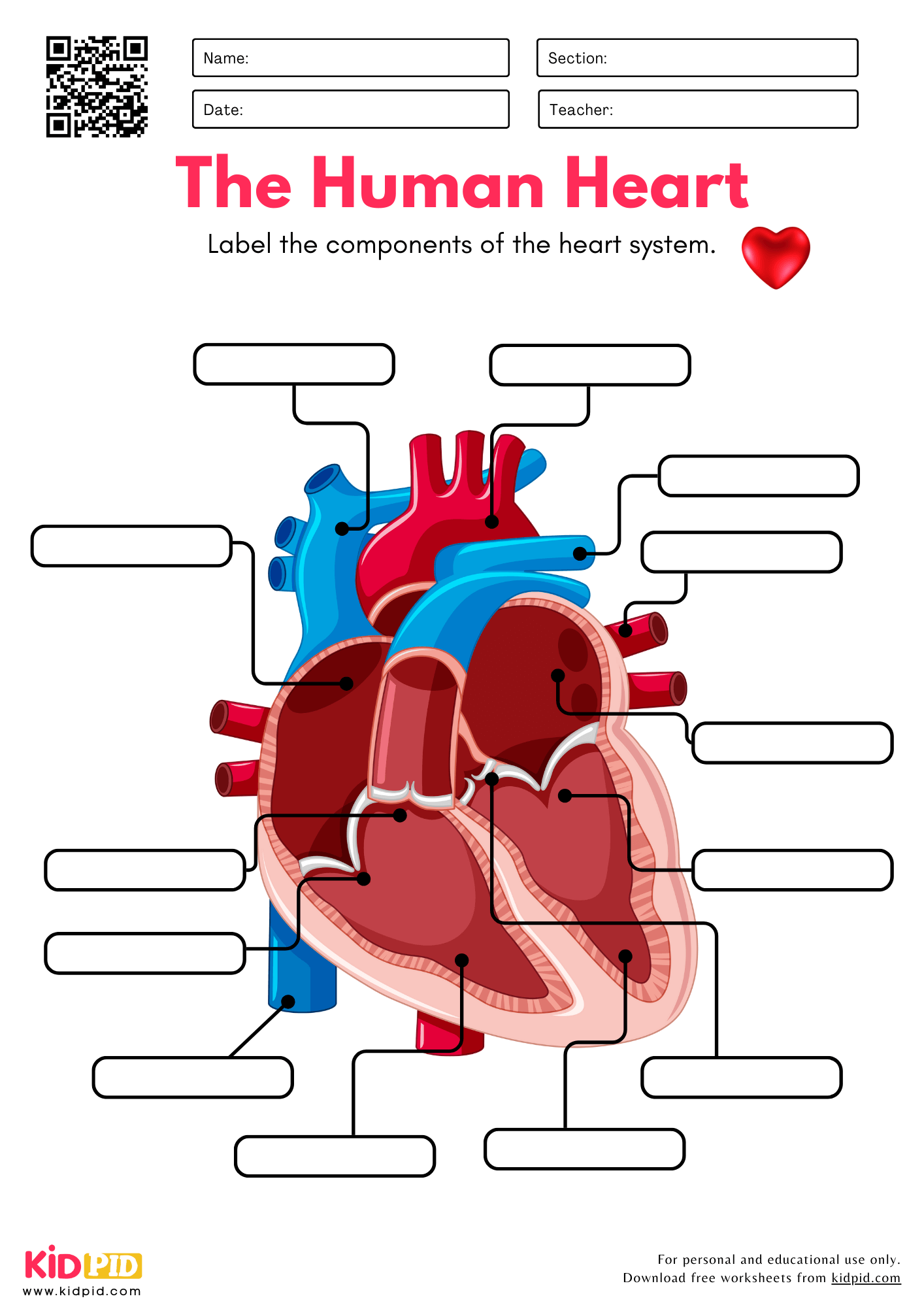 Parts Of The Heart Worksheet Anatomy Of The Human Heart Worksheet An Parts Of The Heart Worksheet Anatomy Of The Human Heart Worksheet An