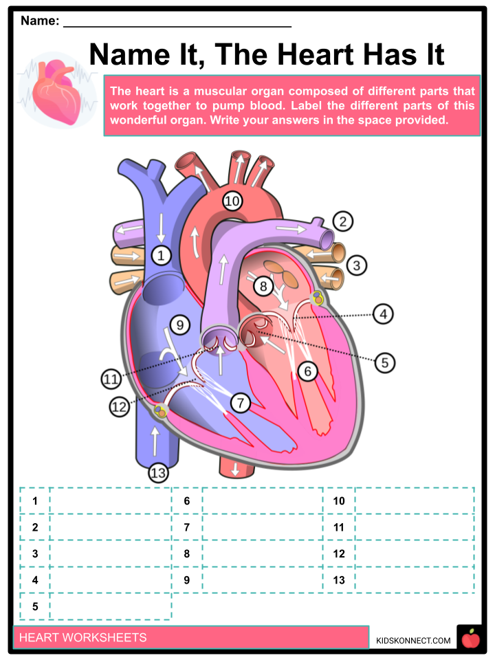 Parts Of The Heart Worksheets Heart Circulatory System Worksheet Parts Of The Heart Worksheets Heart Circulatory System Worksheet