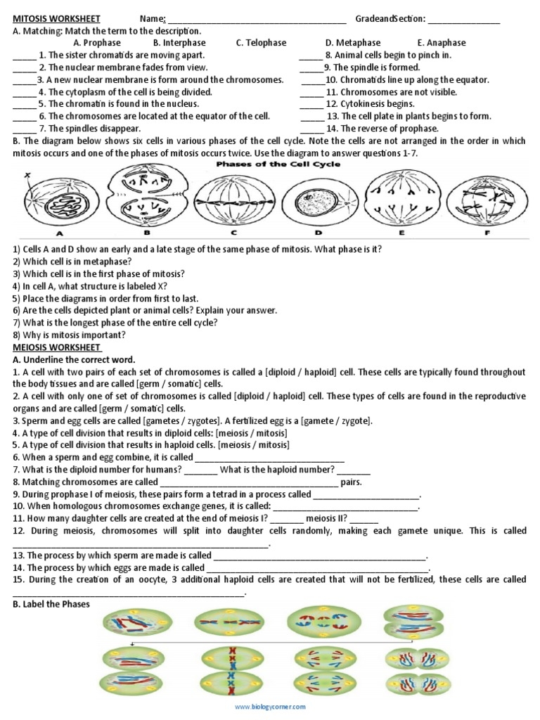 the cell cycle worksheet the cell cycle worksheet