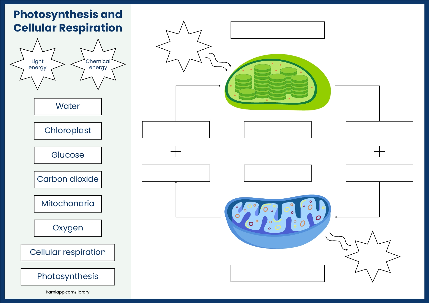 Photosynthesis And Cellular Respiration Cycle Worksheet Photosynthesis And Cellular Respiration Cycle Worksheet
