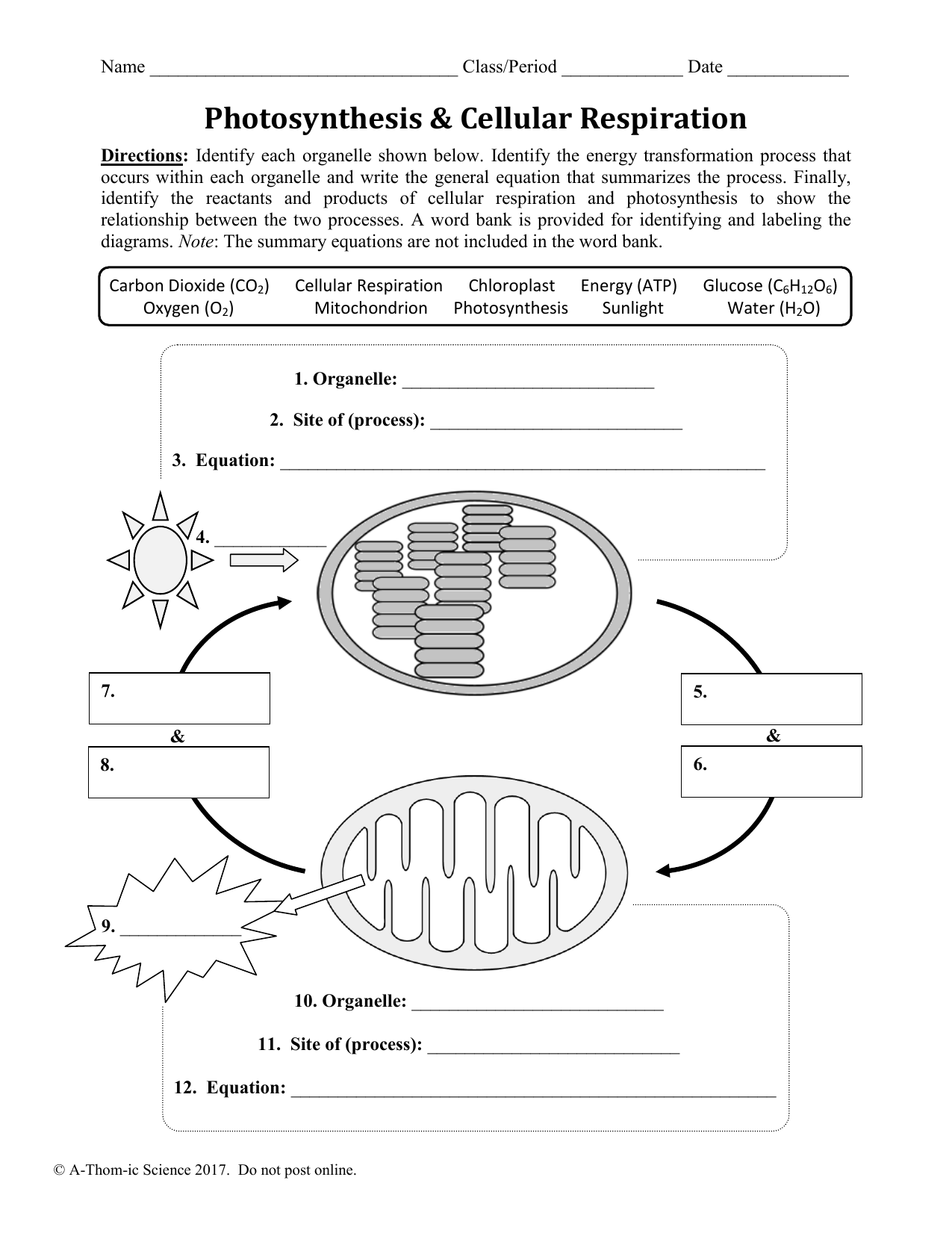 Photosynthesis And Cellular Respiration Venn Diagram Worksheet Photosynthesis And Cellular Respiration Venn Diagram Worksheet
