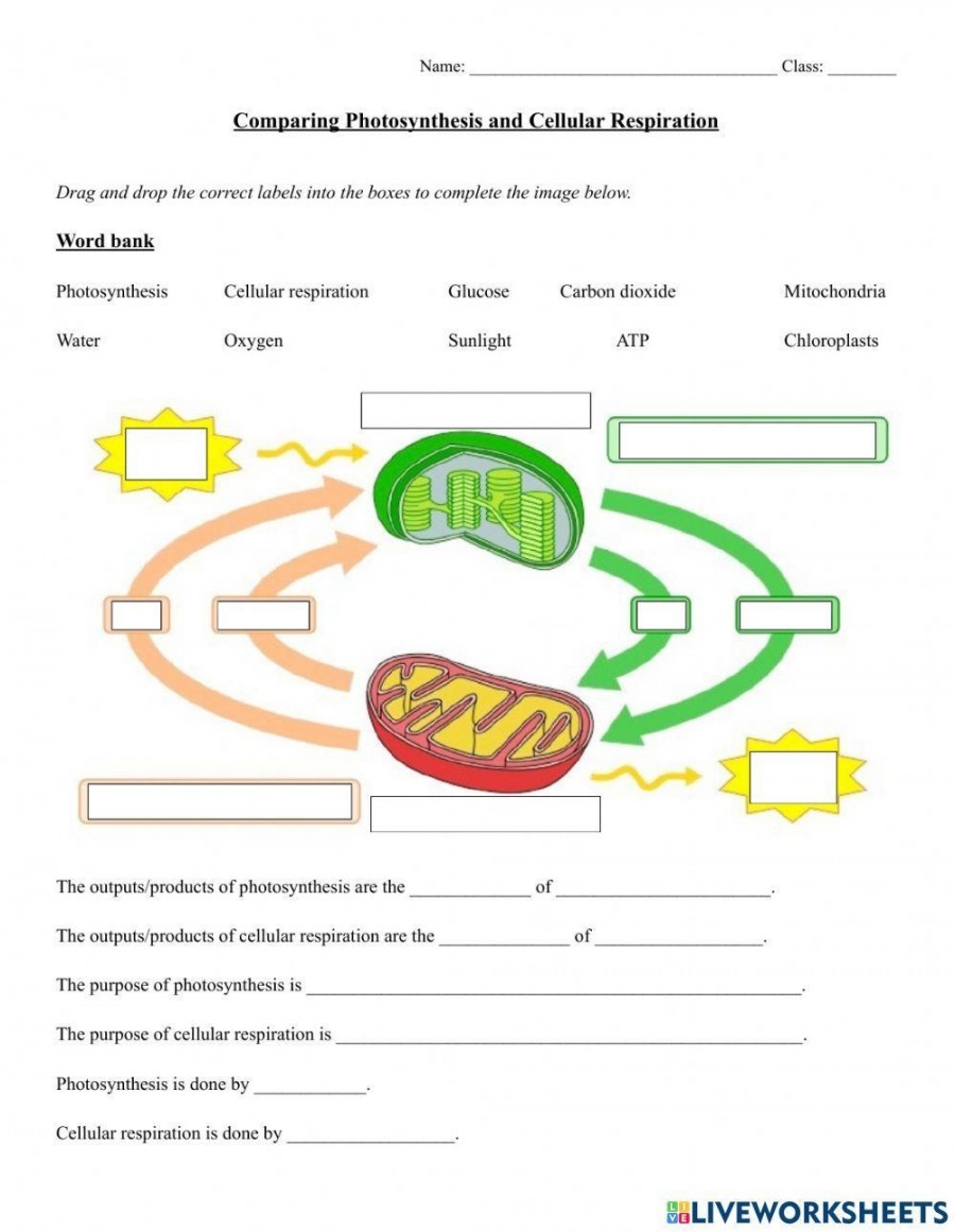 photosynthesis & cellular respiration worksheet photosynthesis & cellular respiration worksheet