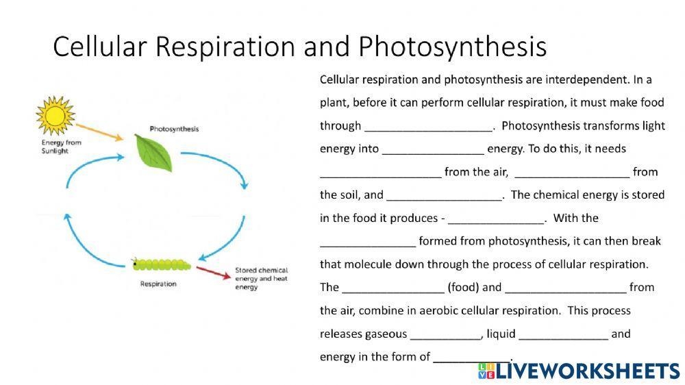 Photosynthesis Cellular Respiration Worksheet Biology Photosynthesis