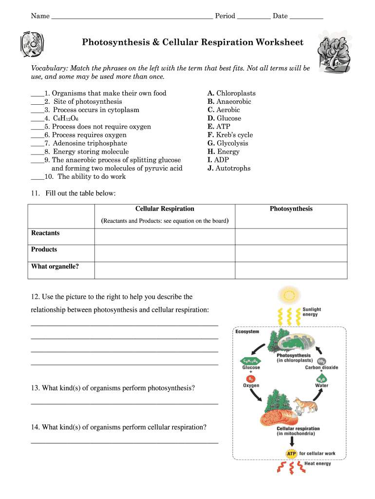 Photosynthesis Cellular Respiration Worksheet Fill Out Sign Online Photosynthesis Cellular Respiration Worksheet Fill Out Sign Online
