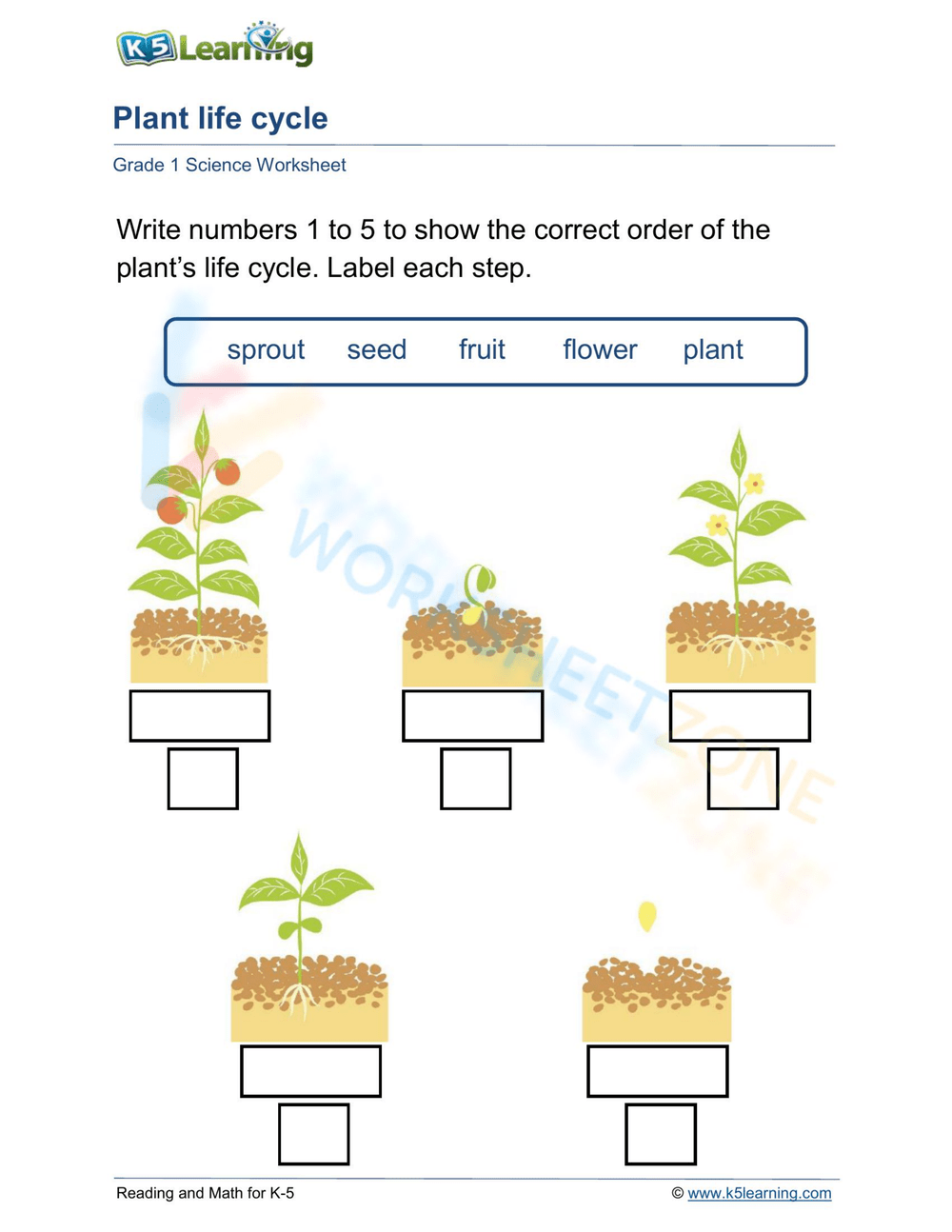 Plant Life Cycles Worksheet