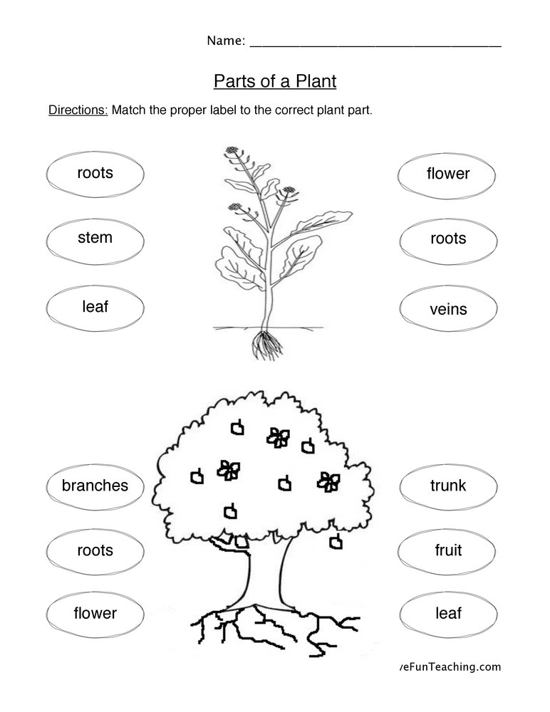 parts of a plant worksheet parts of a plant worksheet