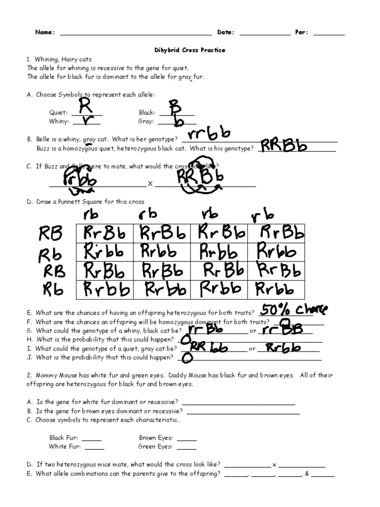 Practice With Dihybrid Crosses Worksheets Library