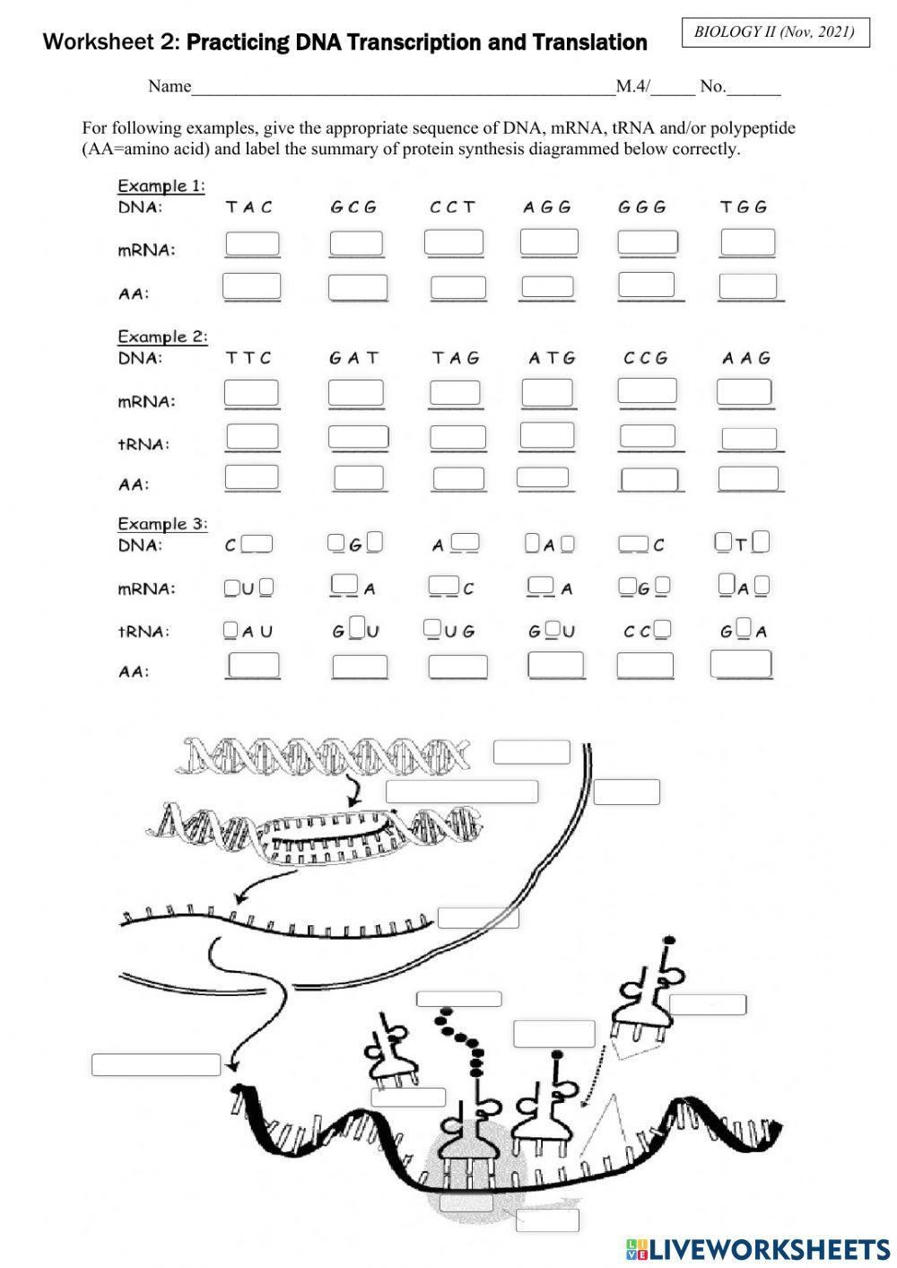 transcription and translation worksheet