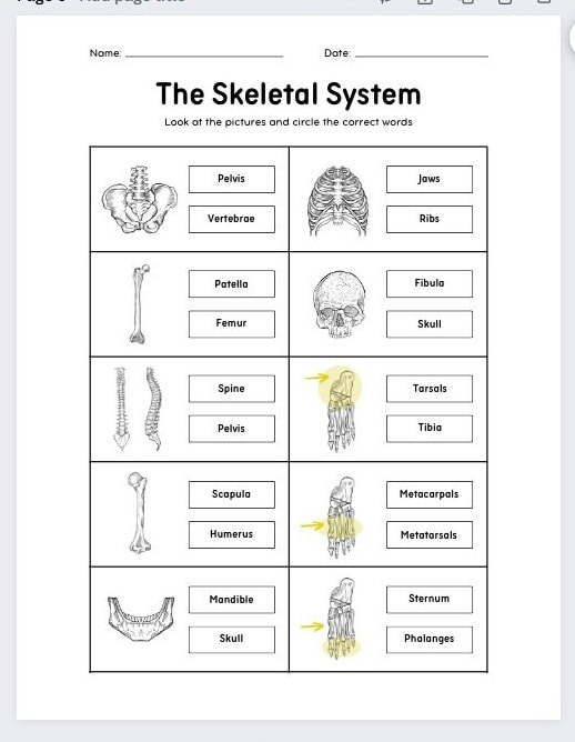 Printable Skeletal System Worksheets anatomy Worksheet homeschool 