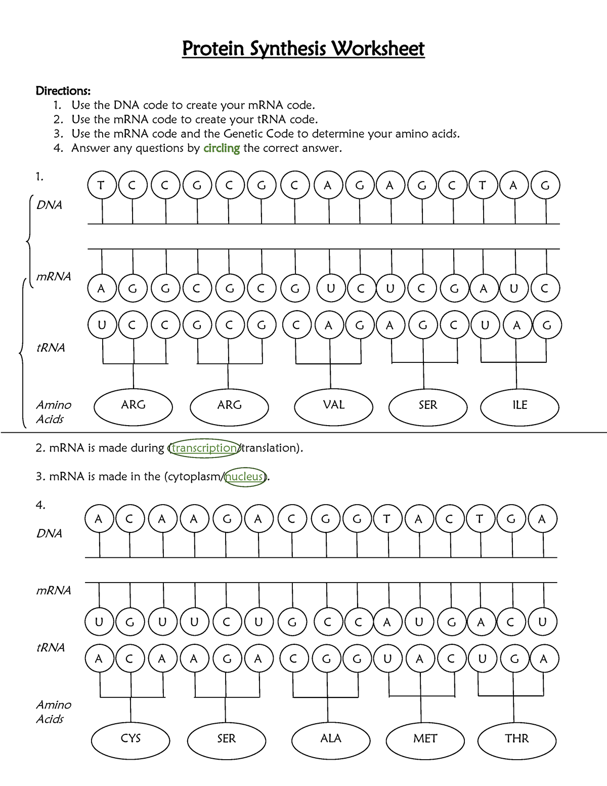 Protein Synthesis Activity Worksheet 1955332 More Protein Synthesis Protein Synthesis Activity Worksheet 1955332 More Protein Synthesis