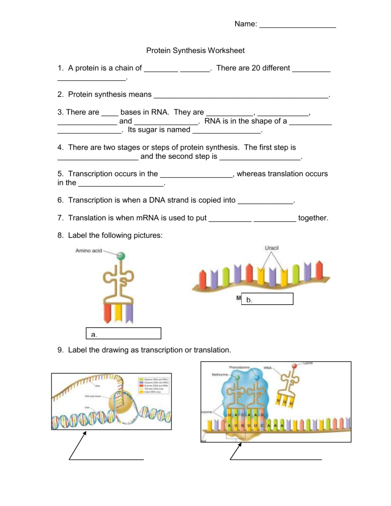 Protein Synthesis Practice Worksheet Protein Synthesis Practice Worksheet
