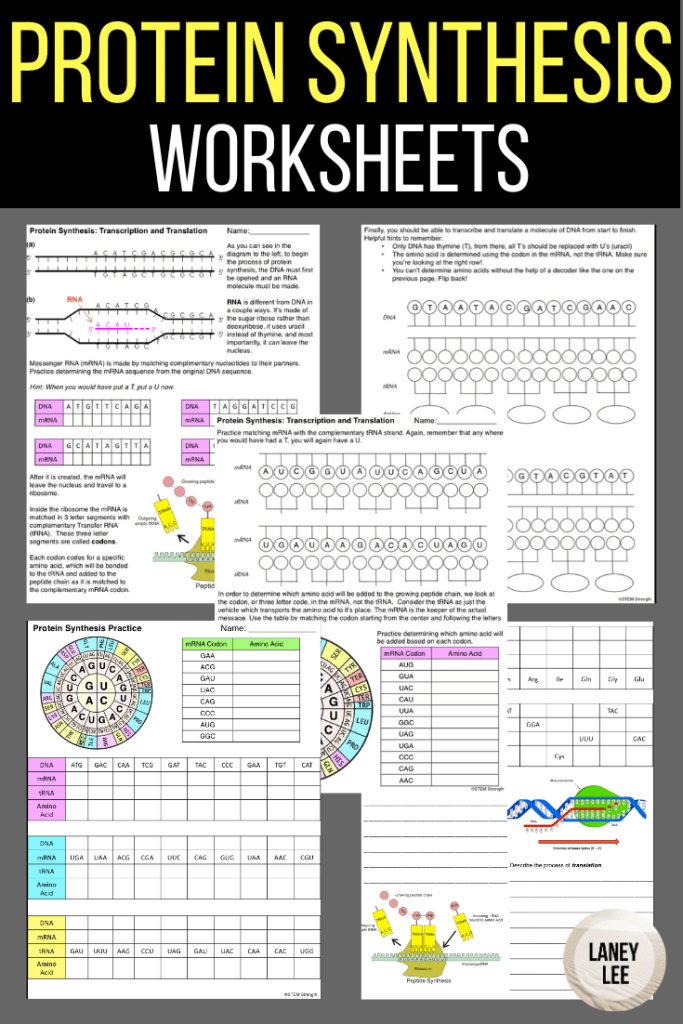 protein synthesis worksheet protein synthesis worksheet