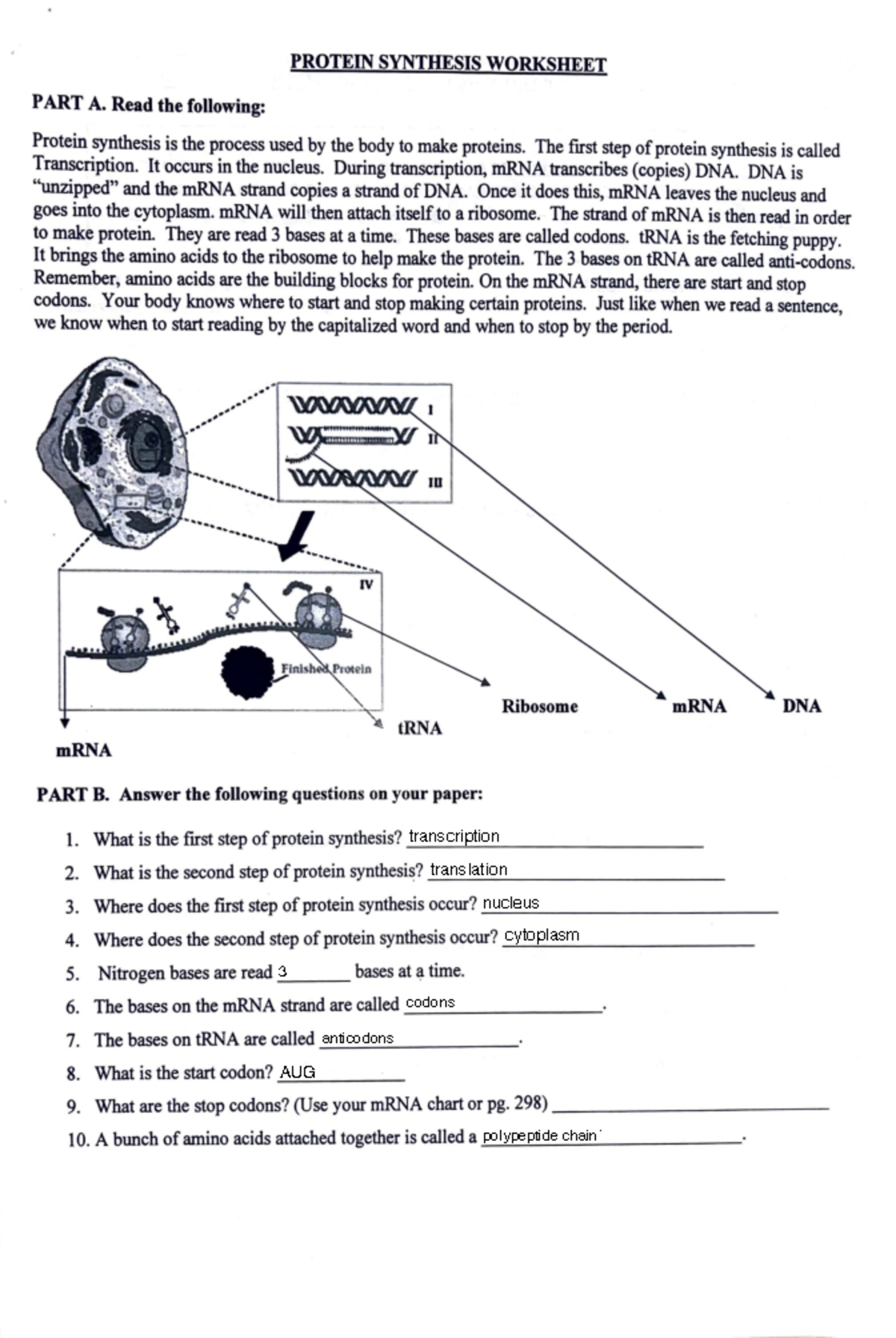 Protein Synthesis Worksheet PROTEIN SYNTHESIS WORKSHEET PART A Read Protein Synthesis Worksheet PROTEIN SYNTHESIS WORKSHEET PART A Read