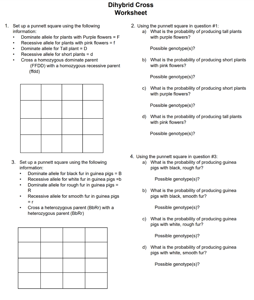 dihybrid cross worksheet