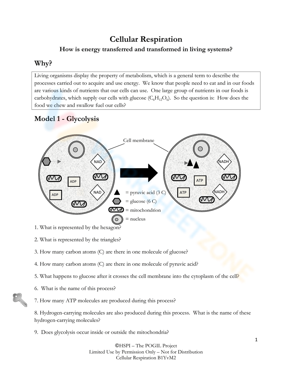 Simple Cellular Respiration Worksheet Simple Cellular Respiration Worksheet
