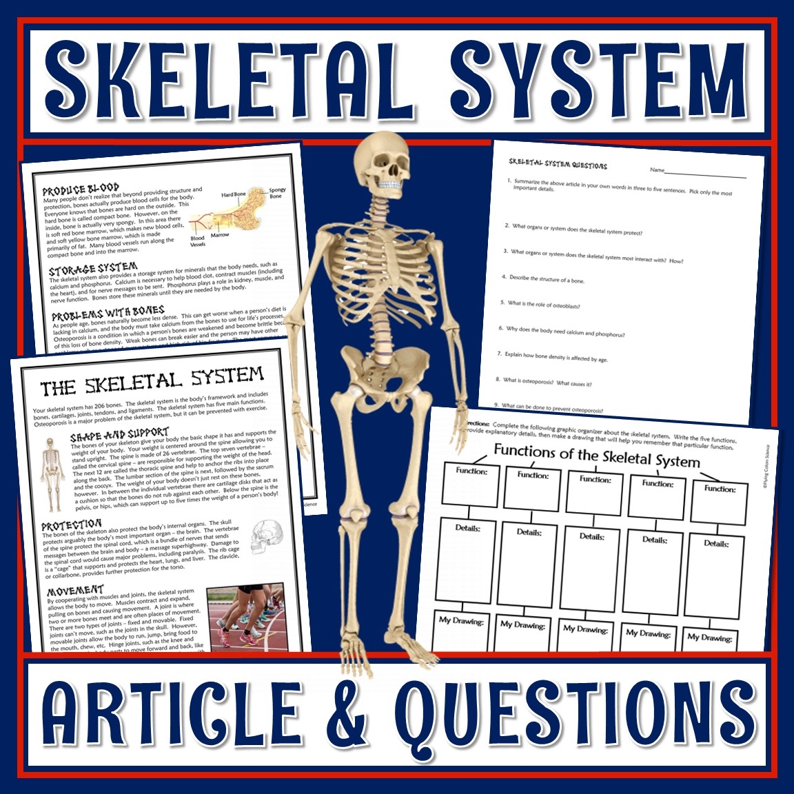 Skeletal System Worksheet Study Notes Anatomy Docsity Worksheets 