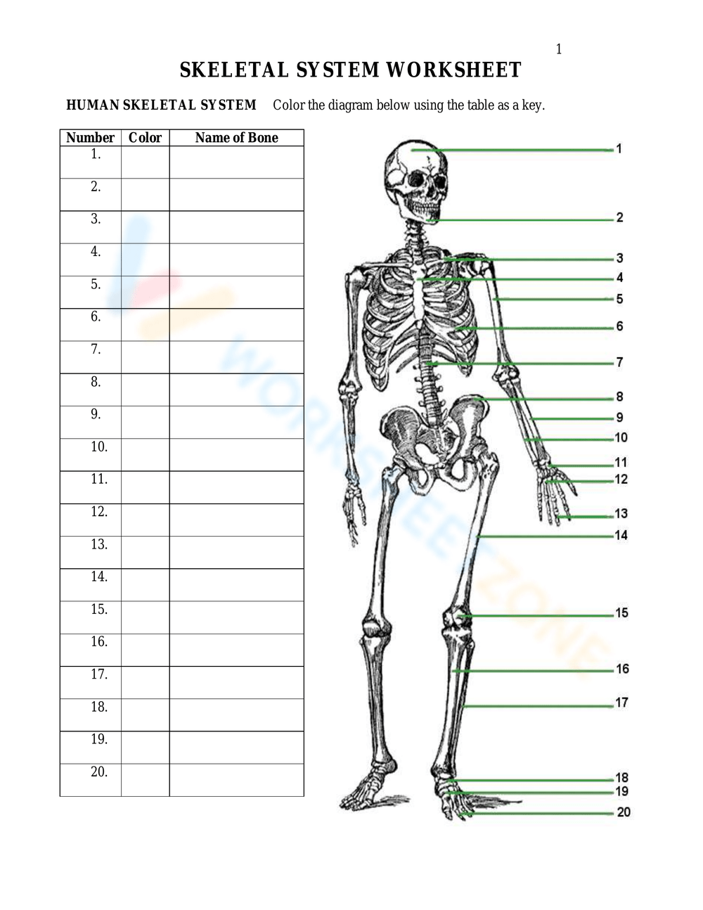 Skeletal System Worksheet Worksheet