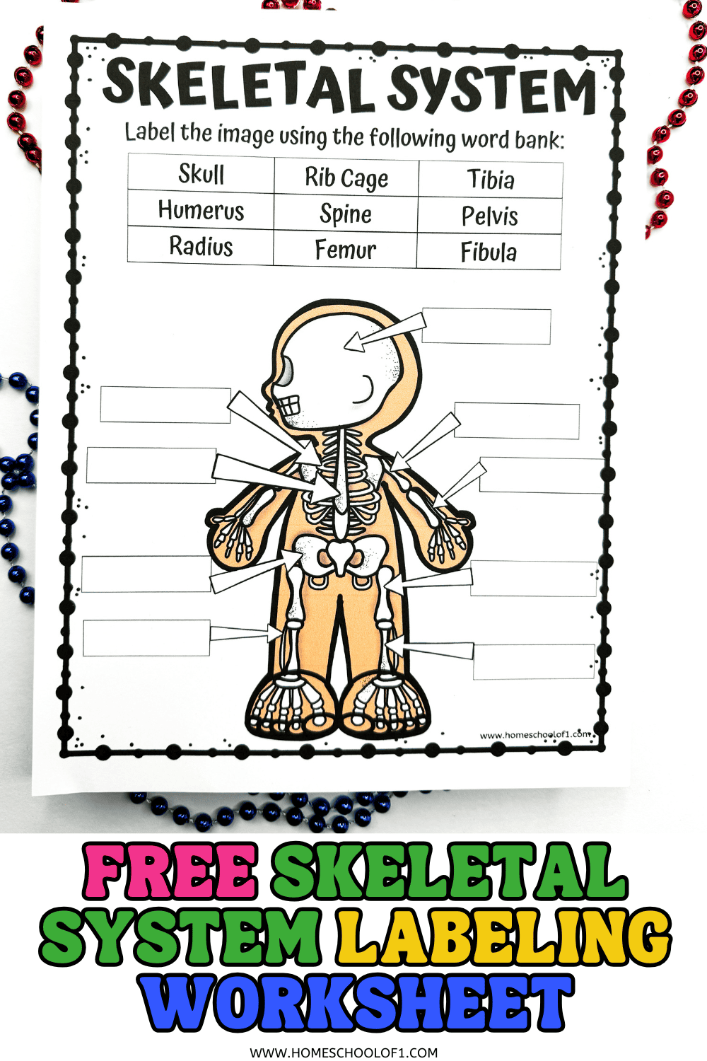 Skeletal Worksheets