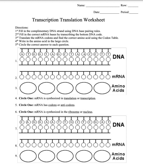Teach DNA With These Top Transcription And Translation Worksheet The 