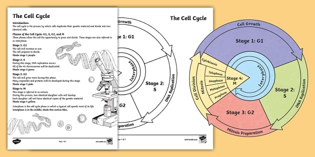 The Cell Cycle Coloring Worksheet Twinkl USA Twinkl The Cell Cycle Coloring Worksheet Twinkl USA Twinkl