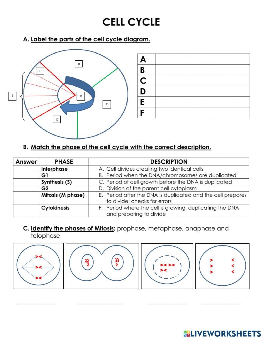 The Cell Cycle Worksheet Online Exercise For Live Worksheets The Cell Cycle Worksheet Online Exercise For Live Worksheets
