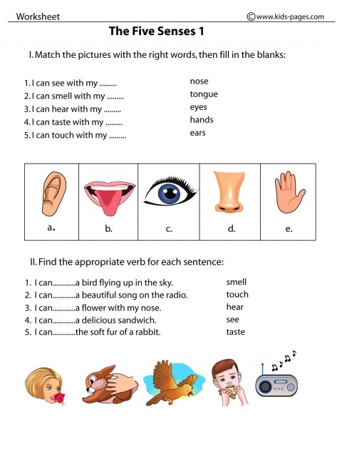 The Five Senses 1 Worksheet The Five Senses 1 Worksheet