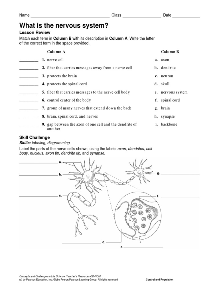 The Nervous System Part 1 Worksheet Worksheets Library