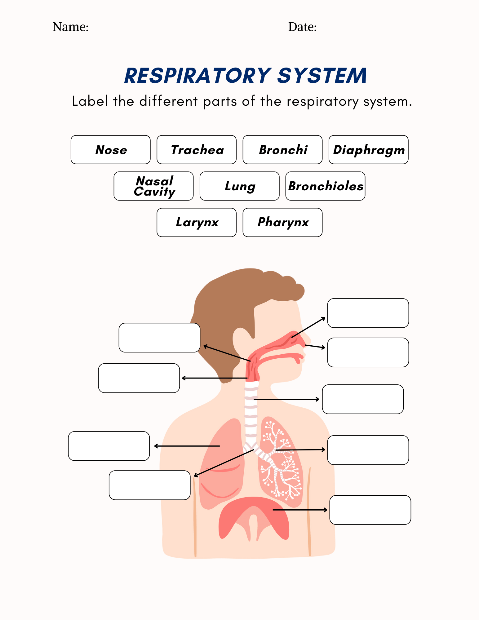 The Respiratory System Worksheet
