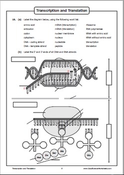 Transcription And Translation Worksheet Some Of The Worksheets For This Transcription And Translation Worksheet Some Of The Worksheets For This