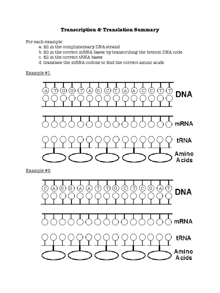 Transcription Translation Practice Worksheet PDF Translation