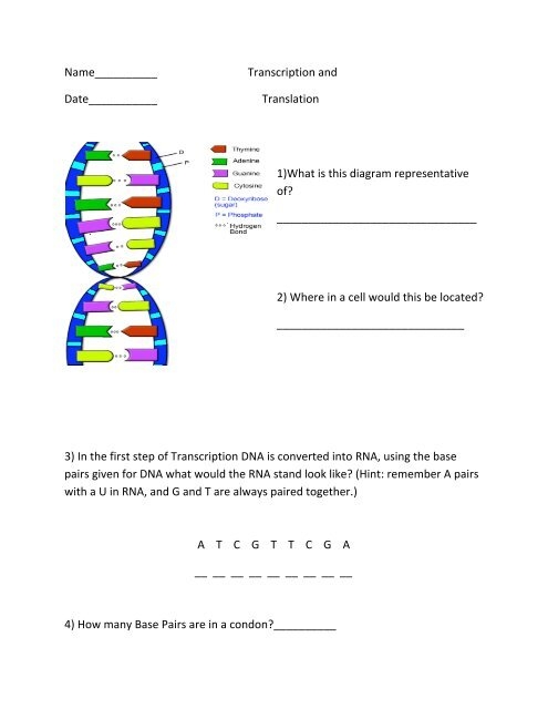 Transcription Worksheet Solved DNA Replication Transcription And