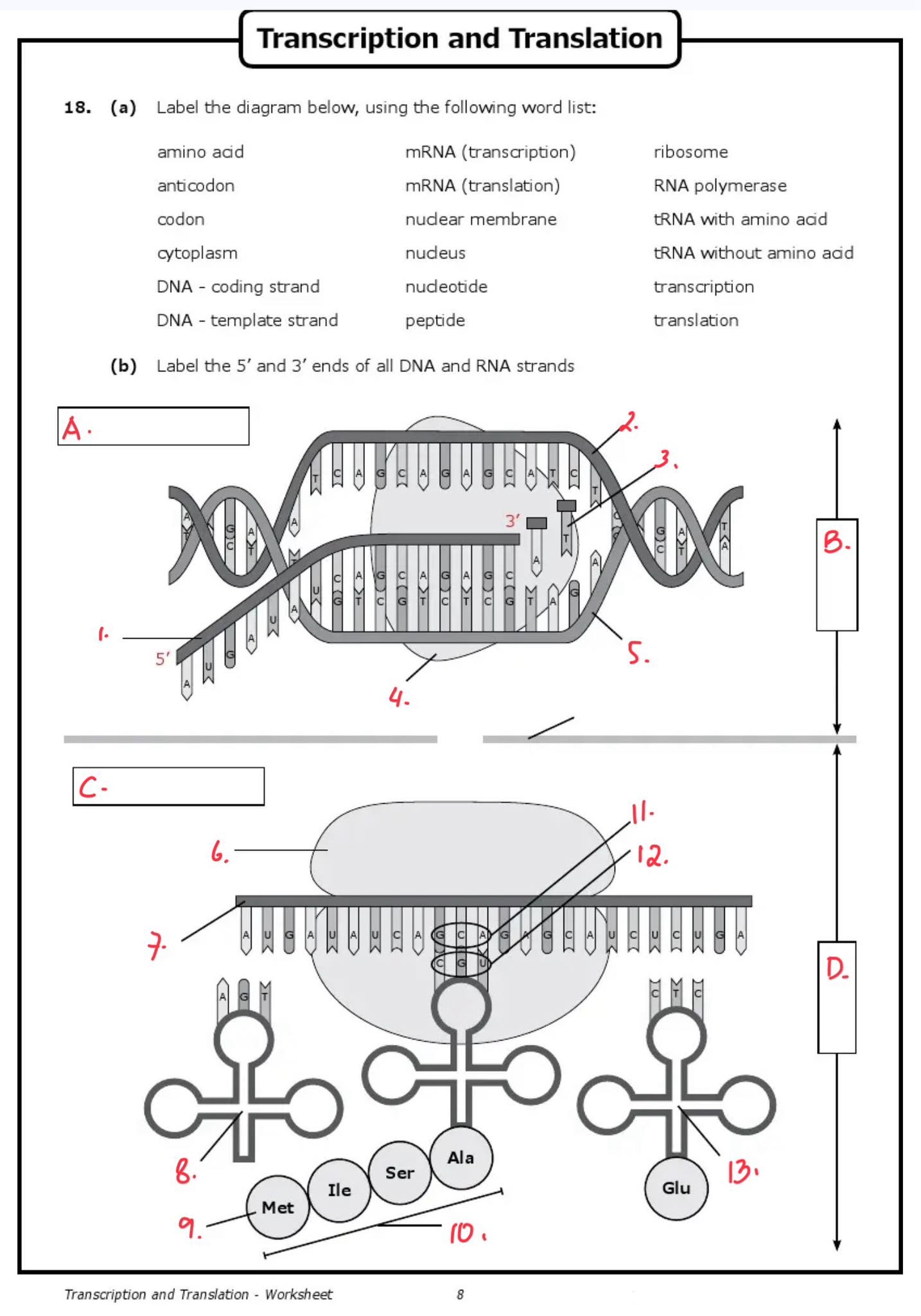 Translation Transcription Worksheet Coloring Biology Dna Rna Worksheets Translation Transcription Worksheet Coloring Biology Dna Rna Worksheets