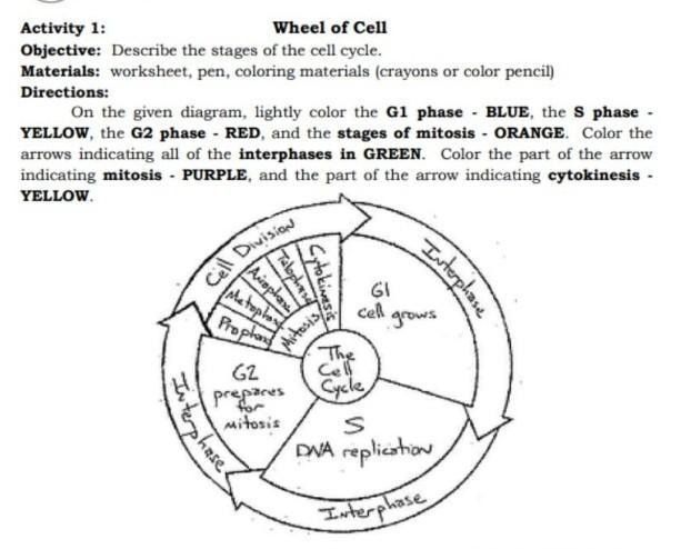 the cell cycle coloring worksheet the cell cycle coloring worksheet