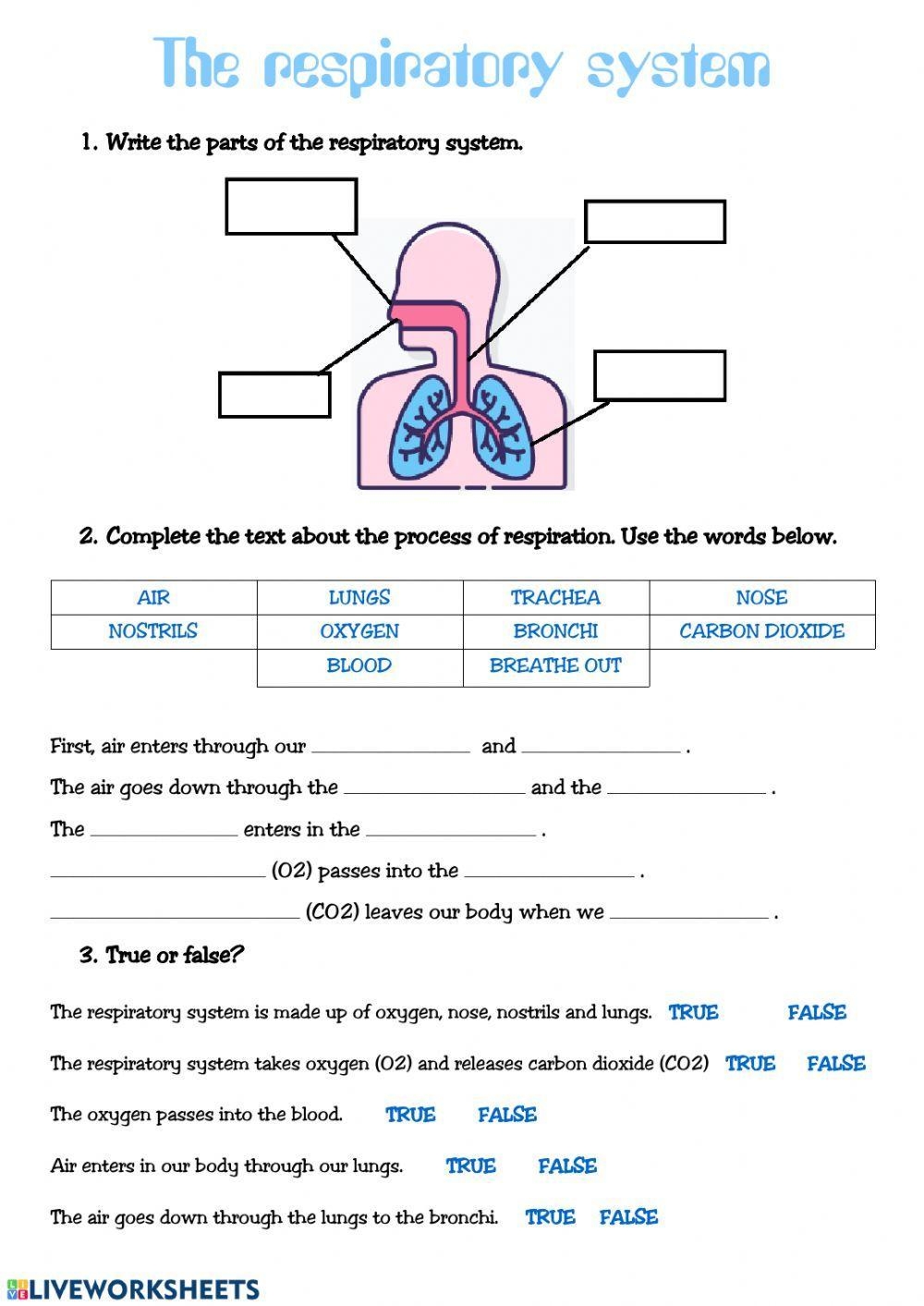 Worksheet Respiratory System Worksheets Library
